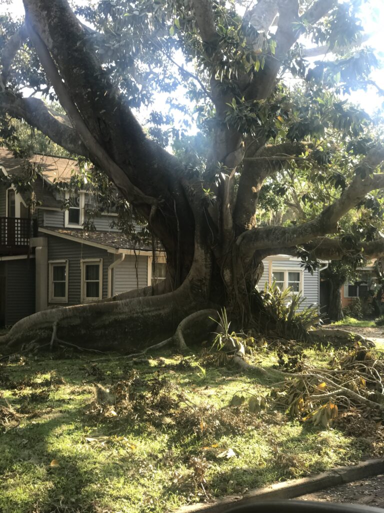 tree roots