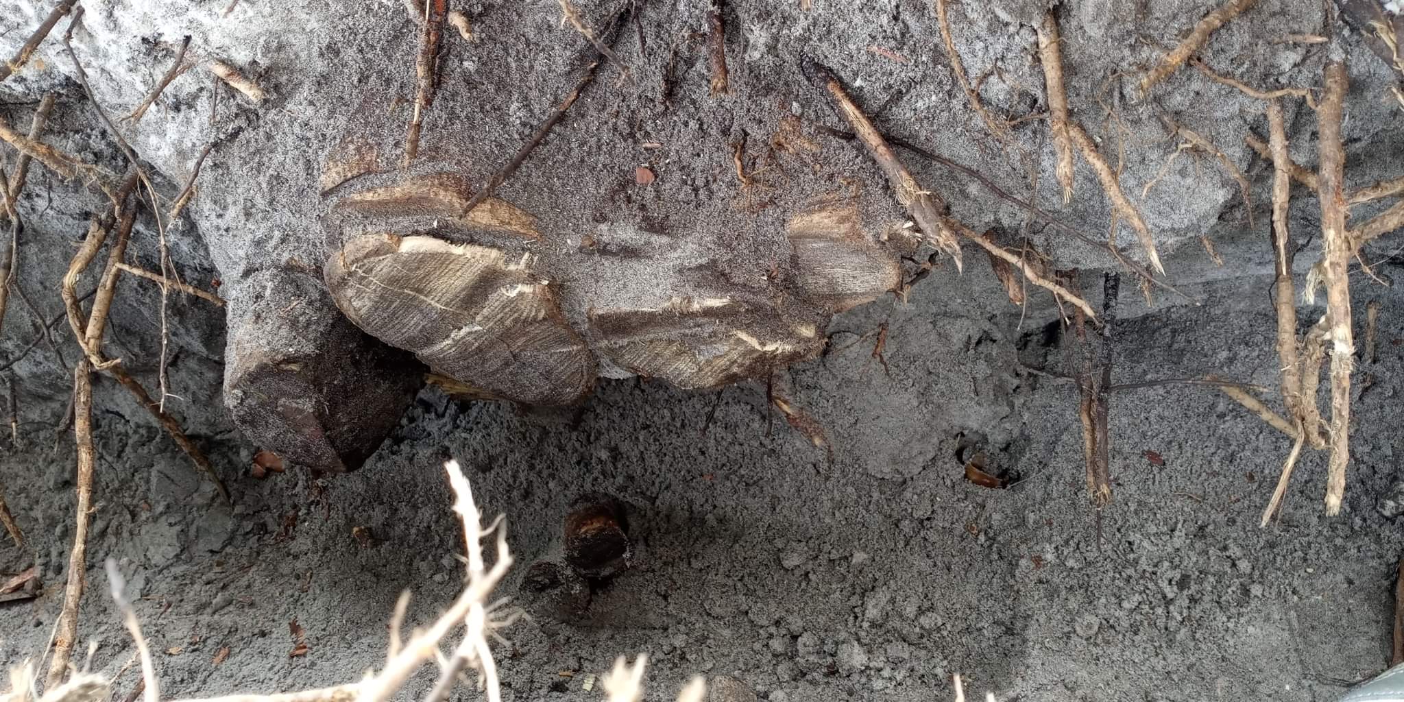 Tree root that destroyed drainage system