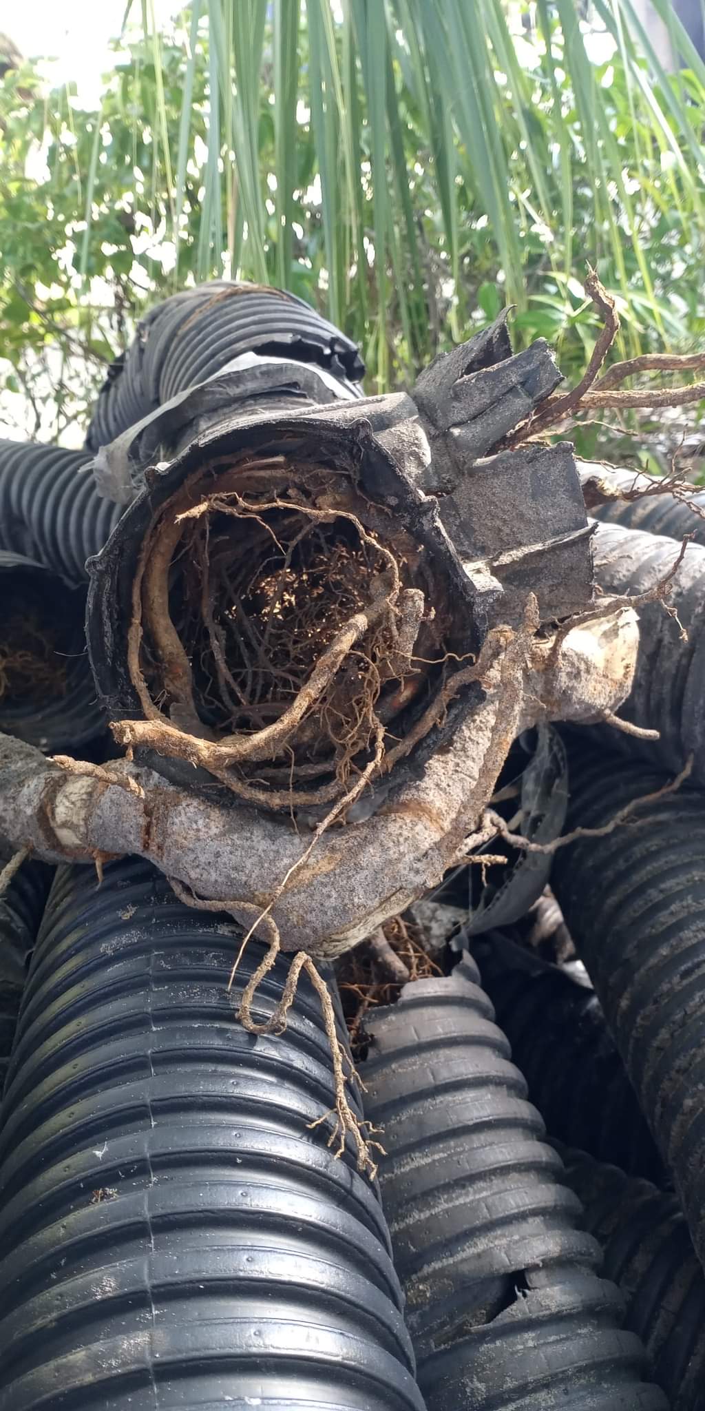 Tree roots that destroyed a failed drainage system